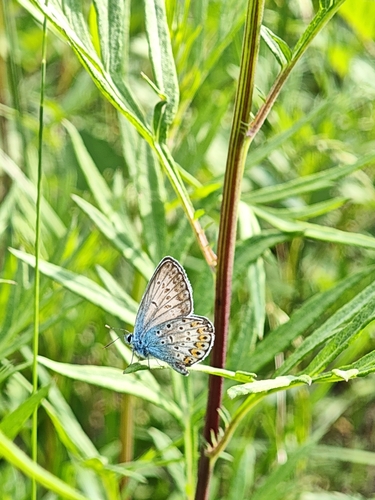 Reverdin's Blue