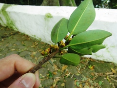 Ficus clusiifolia