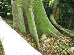 Ficus clusiifolia