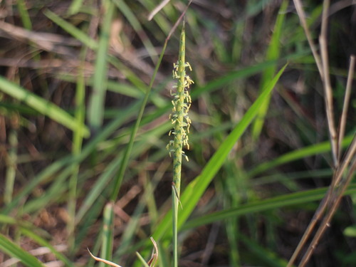 Ischaemum barbatum observed 2025-05-06