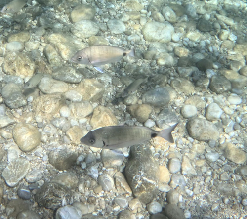 White Sea Bream (Diplodus sargus)