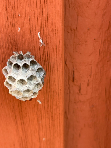 iNaturalist observation photo of Umbrella Paper Wasps