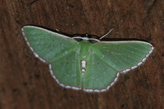 Image of Synchlora pulchrifimbria