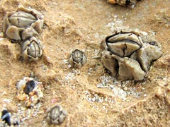 Chthamalus antennatus