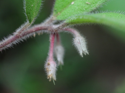 Ardisia villosa observed 2025-03-30