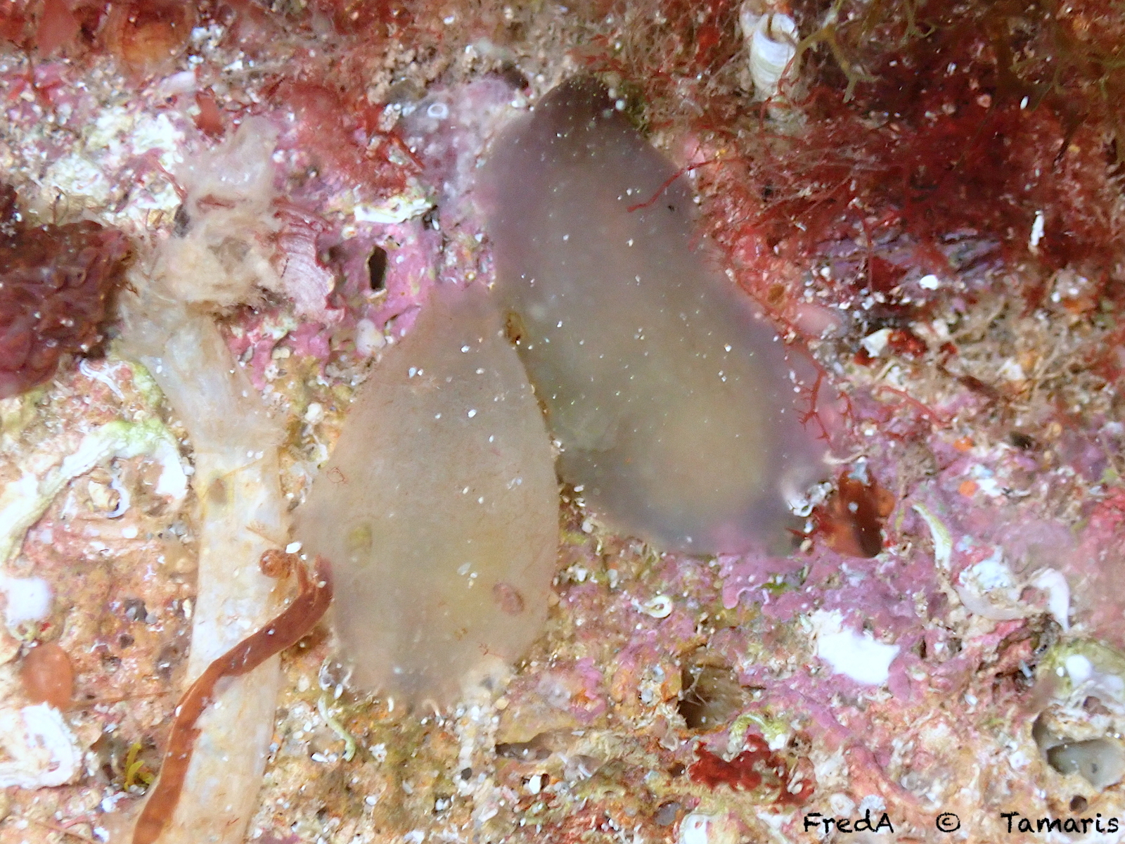 Ascidia conchilega Müller, 1776