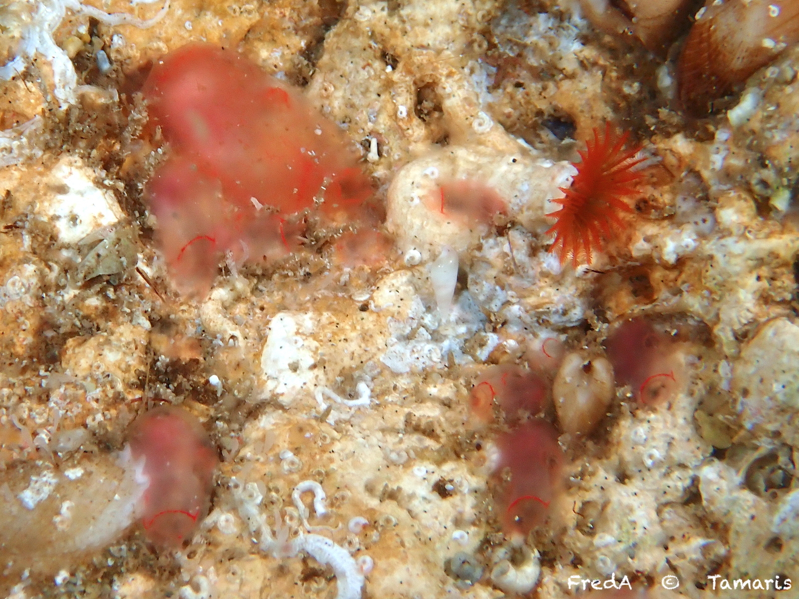 Ascidia mentula Müller, 1776