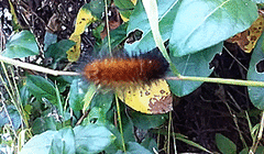 Spilosoma virginica