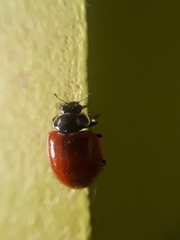 Cycloneda emarginata