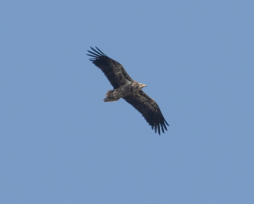 Alimoche común (Neophron percnopterus)
