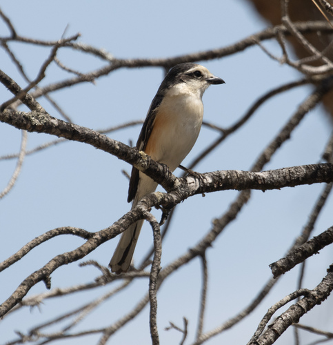 Alcaudón núbico (Lanius nubicus)
