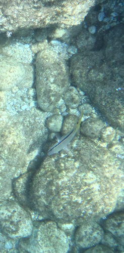 Red Sea Goatfish (Parupeneus forsskali)