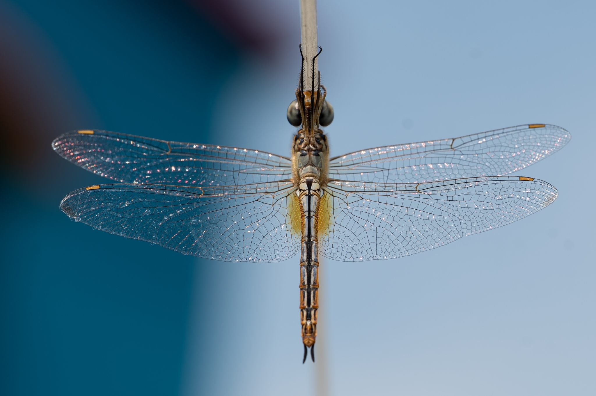 Globe Skimmer