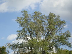 Populus deltoides deltoides