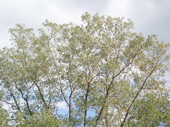 Populus deltoides deltoides