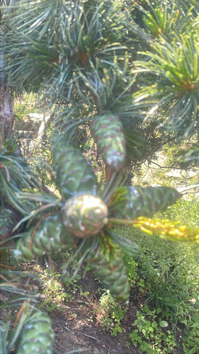 Pinus parviflora iNat (2)