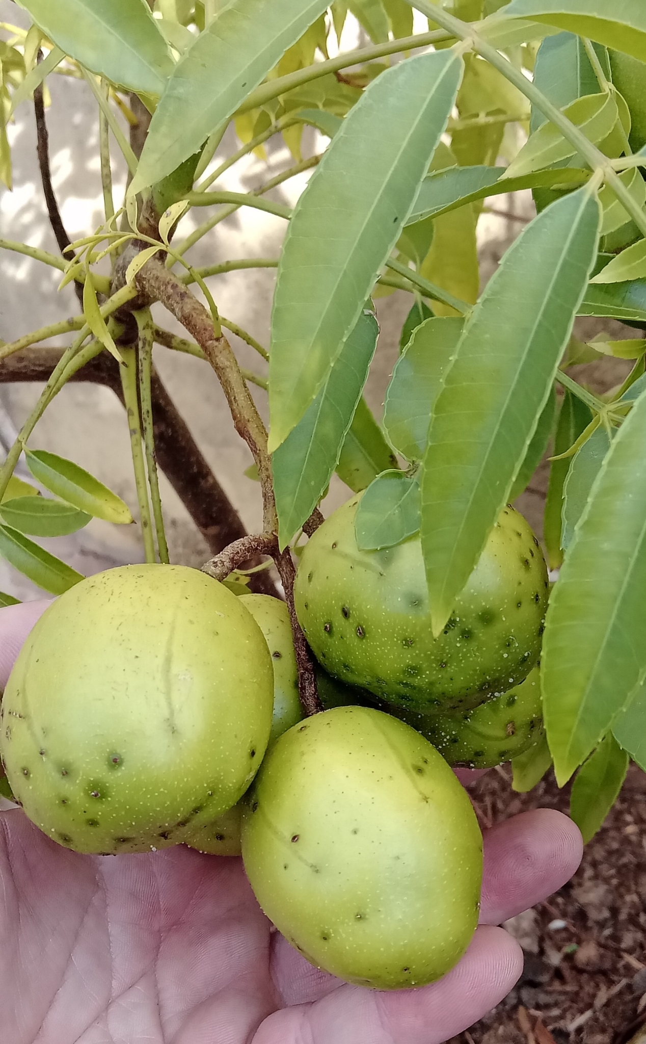 Spondias dulcis