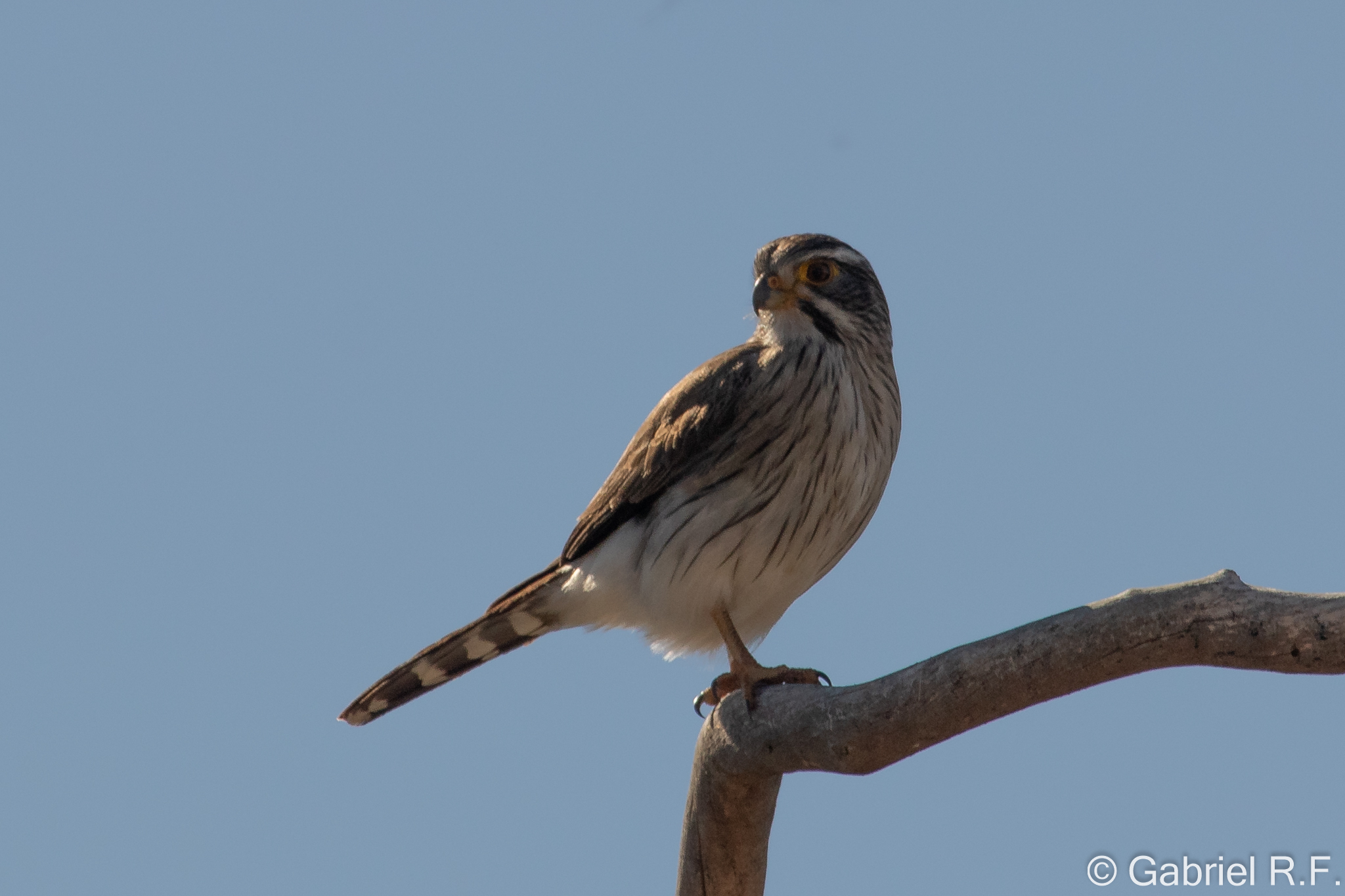 Spot-winged Falconet (Spiziapteryx circumcincta), photo 9