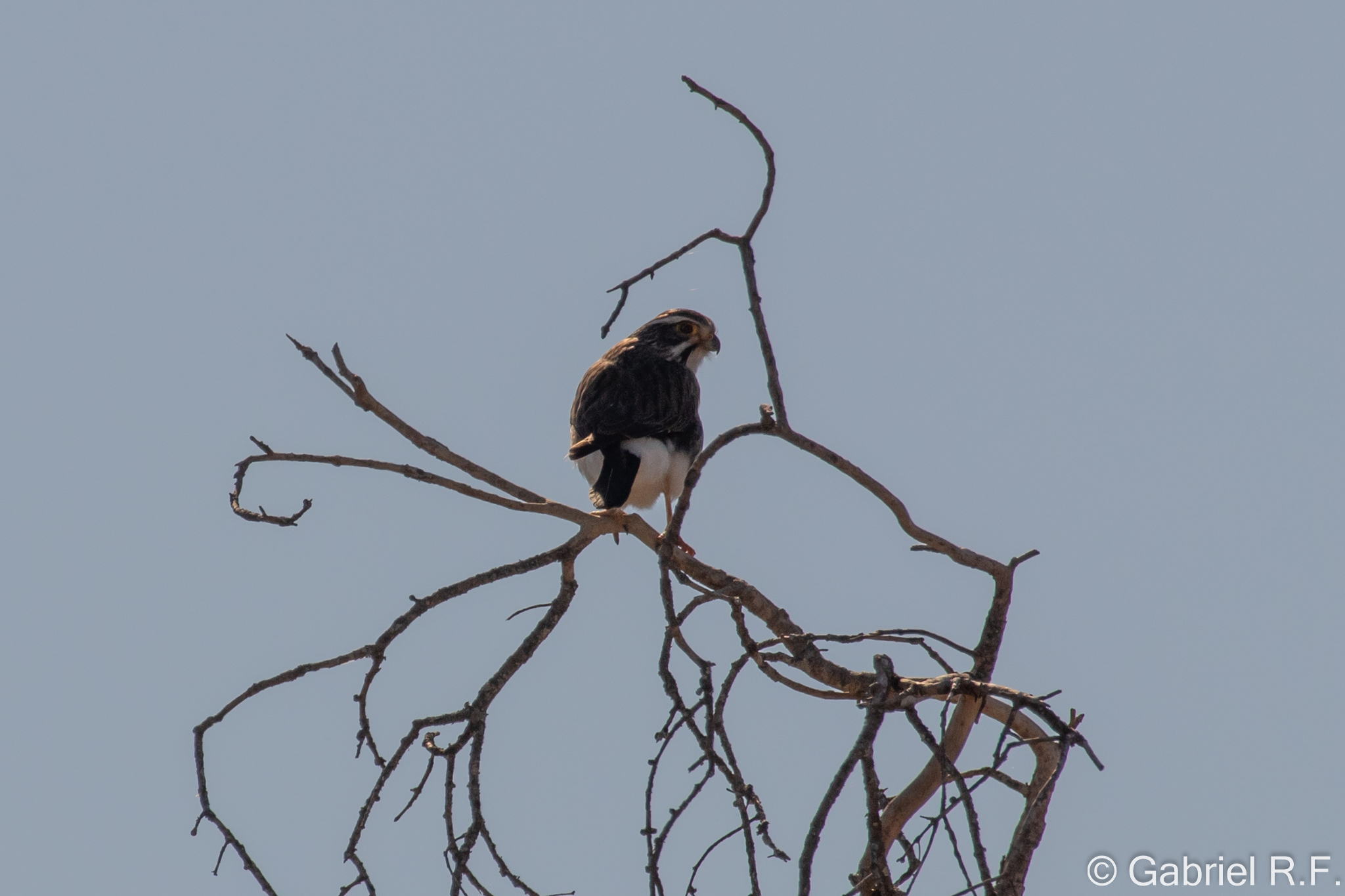 Spot-winged Falconet (Spiziapteryx circumcincta), photo 8
