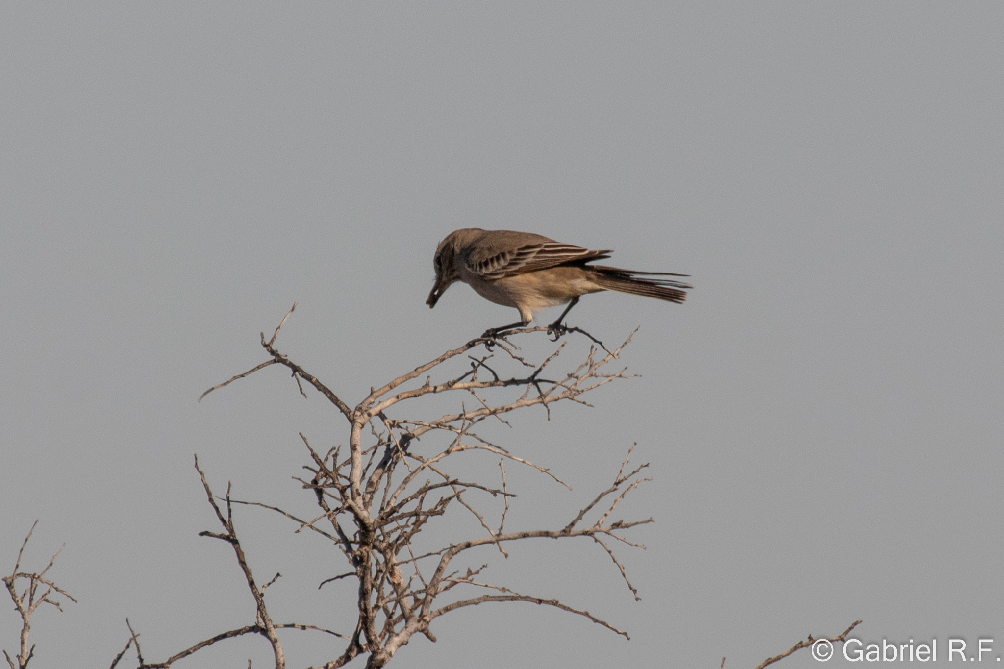 Lesser Shrike-Tyrant (Agriornis murinus), photo 6