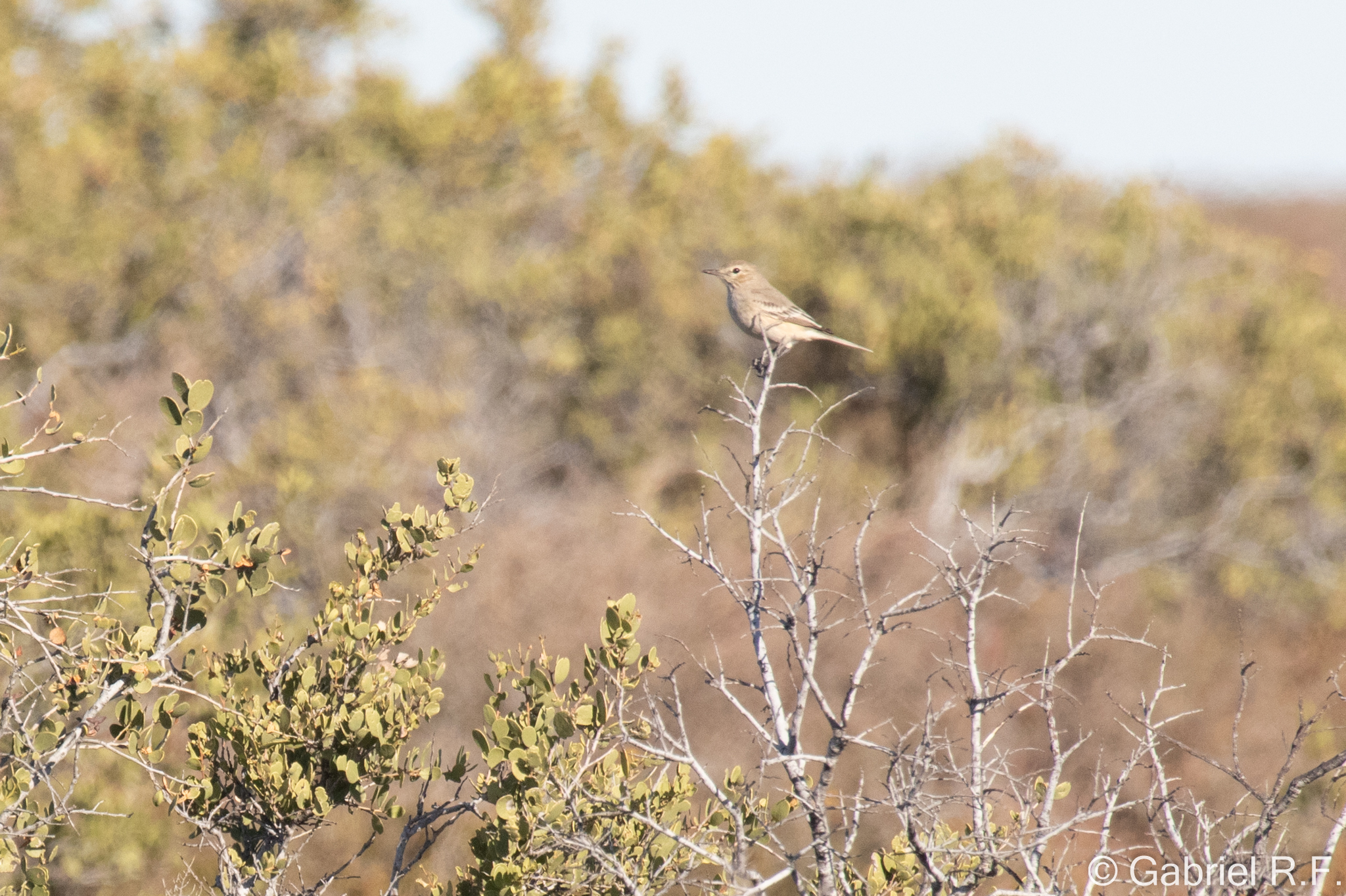 Lesser Shrike-Tyrant (Agriornis murinus), photo 7