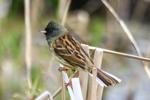 Escribano enmascarado (Emberiza spodocephala)