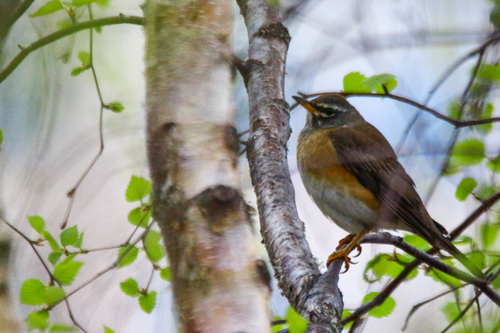 Zorzal rojigrís (Turdus obscurus)