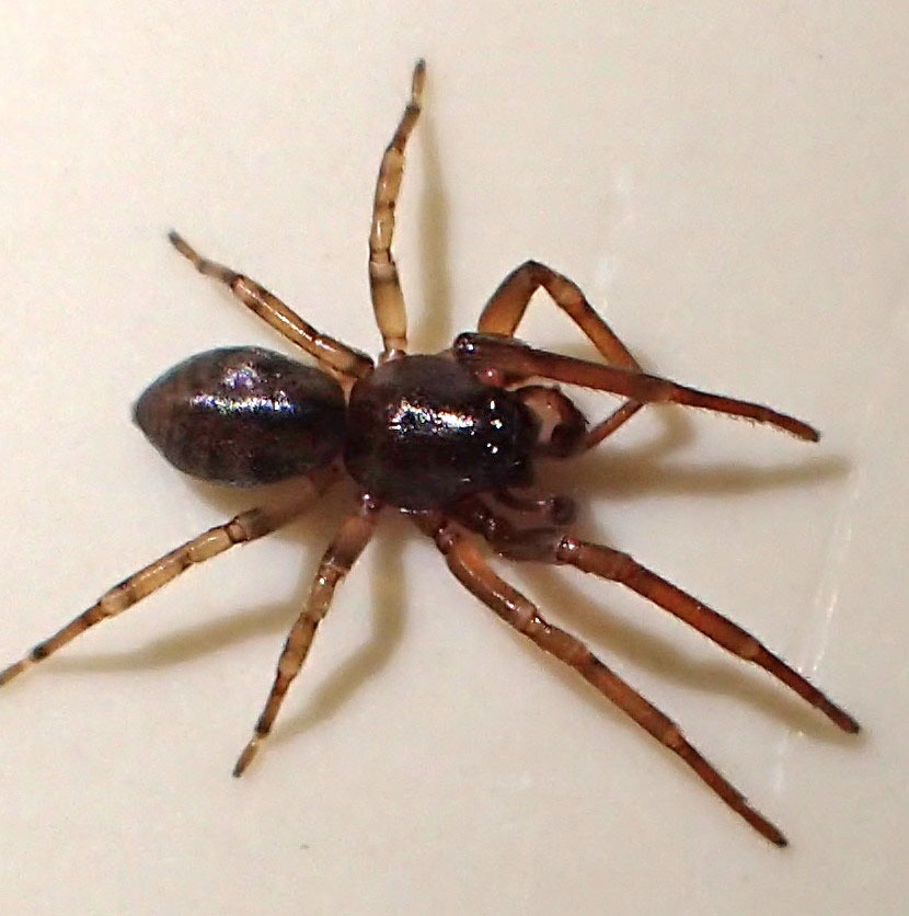 Meriola californica (Checklist of Spiders of San Diego County ...