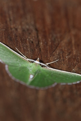 Synchlora pulchrifimbria