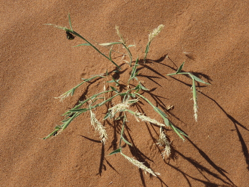 Gha Grass (Centropodia glauca)