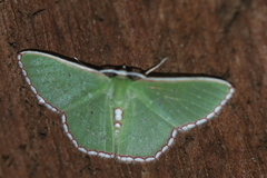 Synchlora pulchrifimbria