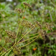 Arracacia tolucensis