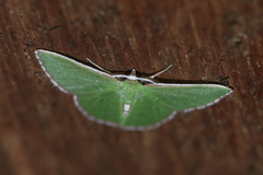 Synchlora pulchrifimbria