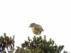 Grallaria quitensis