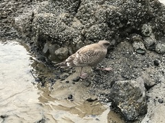 Larus glaucescens × occidentalis