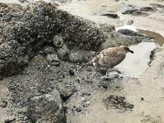 Larus glaucescens × occidentalis