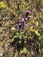 Liatris squarrosa
