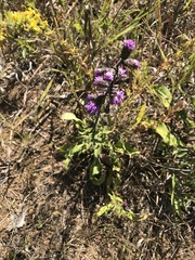 Liatris squarrosa
