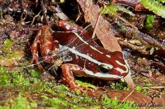 Epipedobates anthonyi