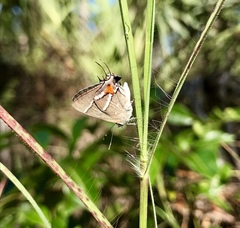 Strymon acis bartrami