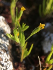 Lasthenia microglossa