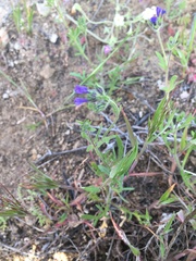 Allophyllum gilioides gilioides