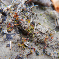 Pterygoneurum ovatum