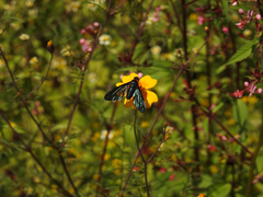 Cyananthrax cyanopterus