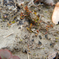 Pterygoneurum ovatum