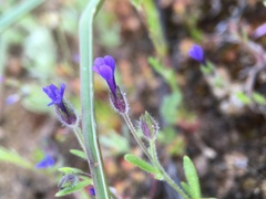 Allophyllum gilioides violaceum