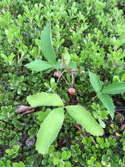 Fragaria virginiana glauca