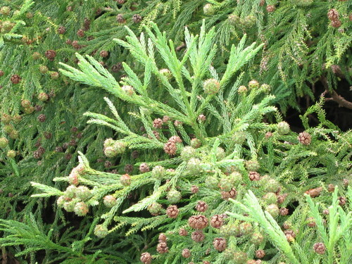 Japanese cedar (Cryptomeria japonica)