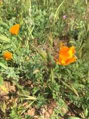Eschscholzia hypecoides