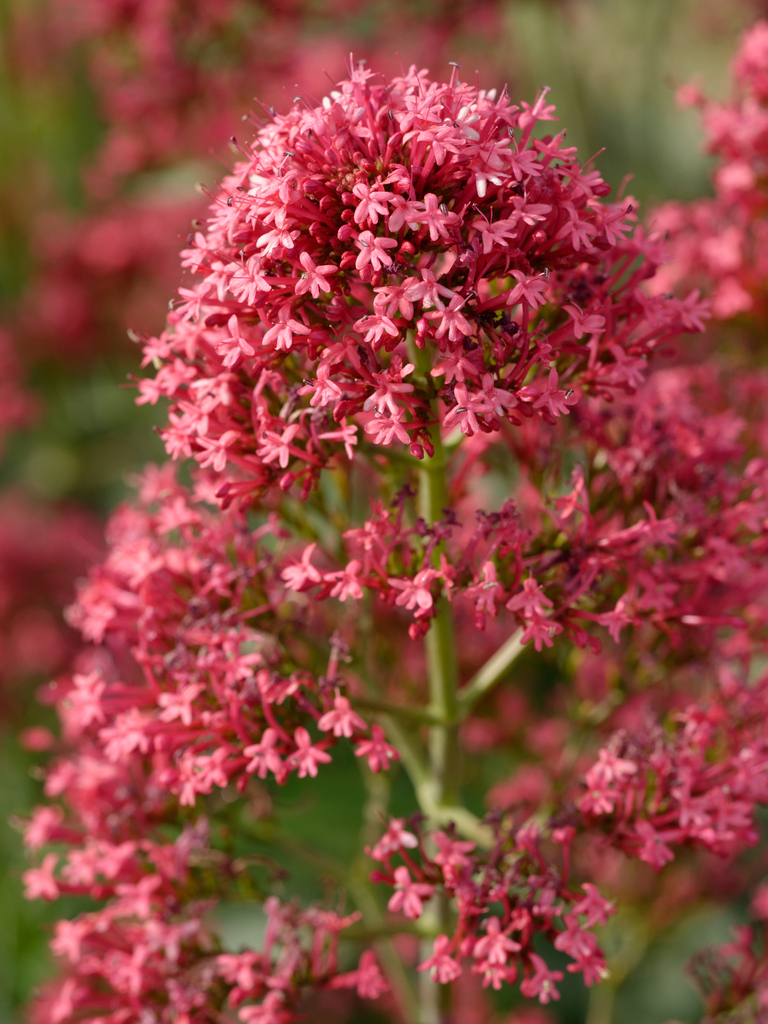 Centranthus ruber — a medium houseplant, prefers full sun light